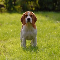 Beagle dog